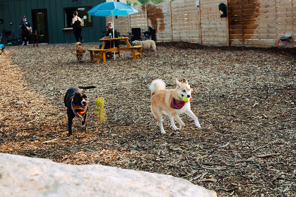 Dog Park at Oakridge Park